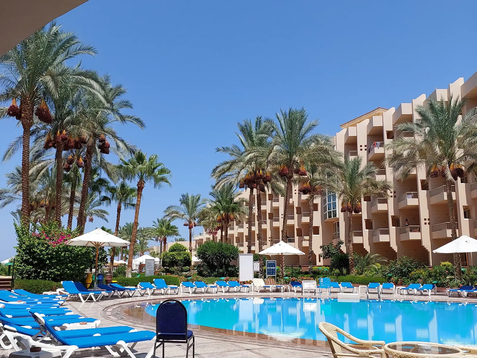 A hotel pool lined with sun loungers and palm trees